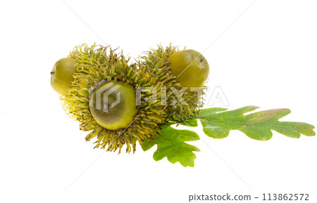 Austrian acorn isolated 113862572