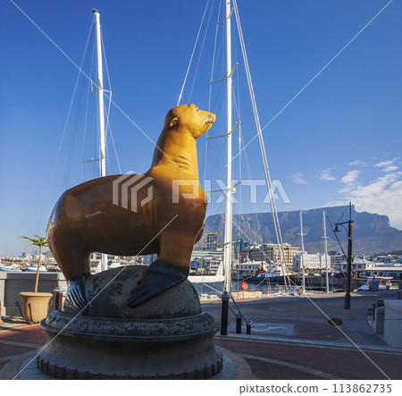 Golden seal on the waterfront in Cape Town against the backdrop of the port and Table Mountain. Golden seal on the waterfront in Cape Town against the backdrop of the port and Table Mountain. 113862735
