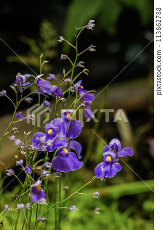 Graceful predatory Bright purple flowers of Utricularia, bloom of carnivorous plant 113862788