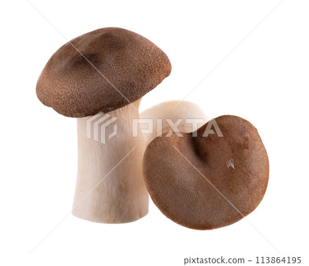 King oyster mushroom isolated on white background. Pleurotus eryngii mushroom. 113864195