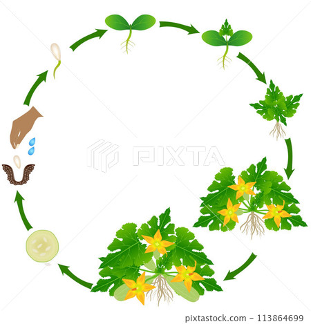 A growth cycle of a zucchini plant on a white background. A growth cycle of a zucchini plant on a white background. 113864699