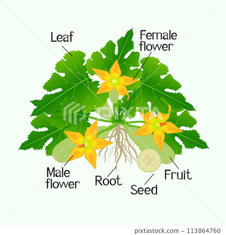 Parts of zucchini plant isolated on green background. Parts of zucchini plant isolated on green background. 113864760