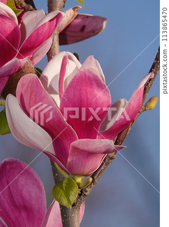 Magnolia liliaceae tree with large flowers on the branches during the flowering period in spring 113865470