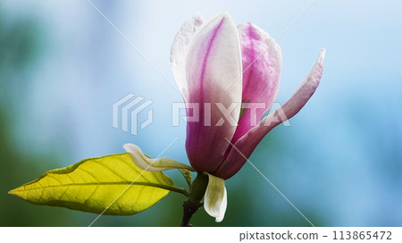 Magnolia liliaceae tree with large flowers on the branches during the flowering period in spring Magnolia liliaceae tree with large flowers on the branches during the flowering period in spring 113865472