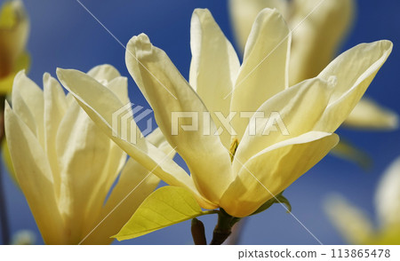 Magnolia liliaceae tree with large flowers on the branches during the flowering period in spring 113865478