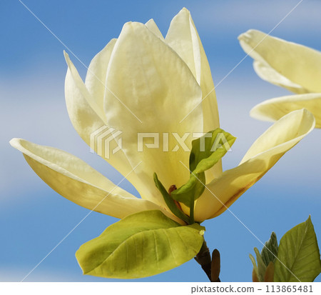 Magnolia liliaceae tree with large flowers on the branches during the flowering period in spring 113865481