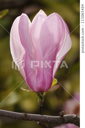 Magnolia liliaceae tree with large flowers on the branches during the flowering period in spring 113865484