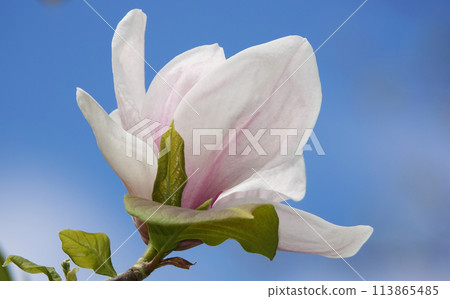 Magnolia liliaceae tree with large flowers on the branches during the flowering period in spring Magnolia liliaceae tree with large flowers on the branches during the flowering period in spring 113865485