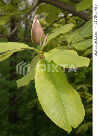 Magnolia officinalis tree with large flowers on the branches during the flowering period in spring Magnolia officinalis tree with large flowers on the branches during the flowering period in spring 113865489