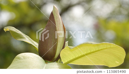 Magnolia officinalis tree with large flowers on the branches during the flowering period in spring Magnolia officinalis tree with large flowers on the branches during the flowering period in spring 113865490