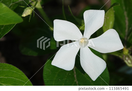 Flowers Periwinkle herbaceous during the flowering period blooms with white flowers Flowers Periwinkle herbaceous during the flowering period blooms with white flowers 113865491