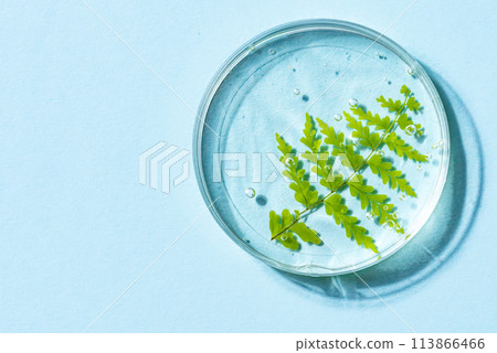 Green plant leaf and gel in petri dish Green plant leaf and gel in petri dish 113866466