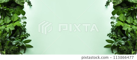 Green leaves on green background 113866477