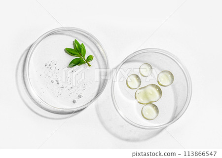 Green plant leaf and gel in petri dish Green plant leaf and gel in petri dish 113866547