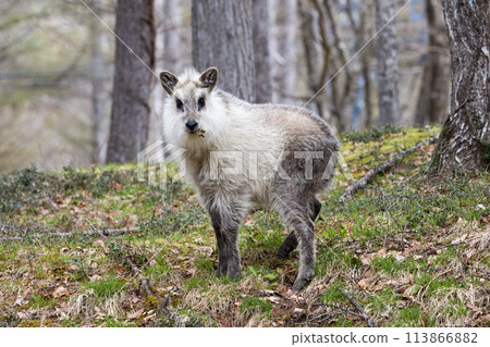 A young Japanese serow in the wild A young Japanese serow in the wild 113866882