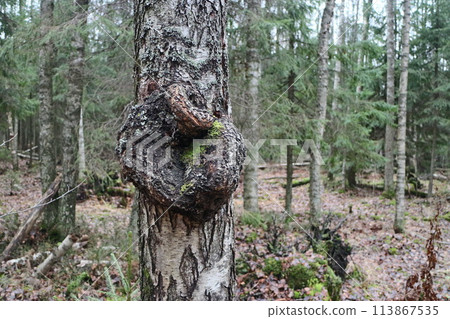 round fancy burl on a birch trunk, forest round fancy burl on a birch trunk, forest 113867535