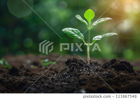 Seedling growing in fertile soil with sunlight 113867548
