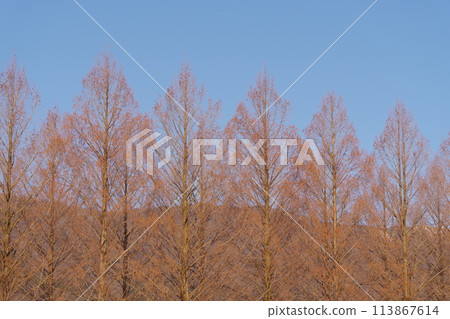 Metasequoia trees with fallen leaves in winter, Makino Town, Takashima City, Shiga Prefecture 113867614