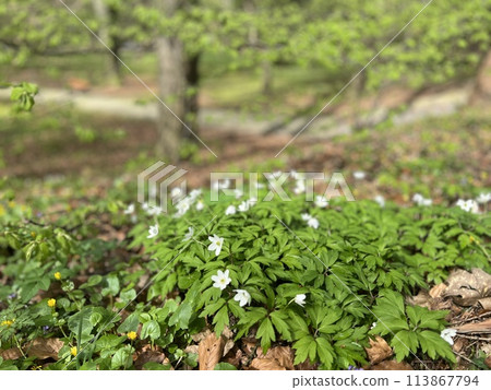 Wood anemone (Anemone nemorosa) blooming in spring forest 113867794