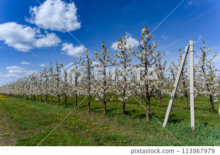 Rows of blooming cherry trees. Sweet cherries are in full bloom. 113867979