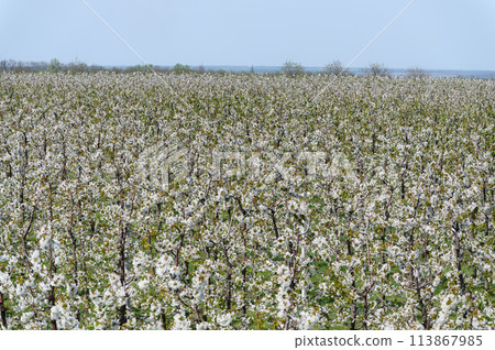 Rows of blooming cherry trees. Sweet cherries are in full bloom. 113867985