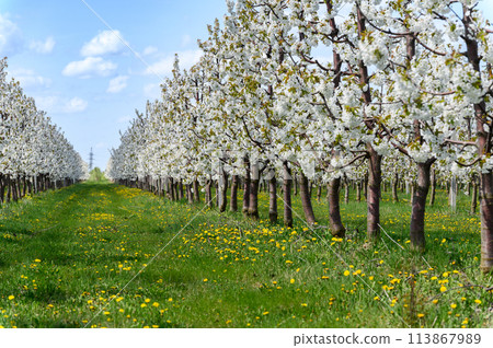 Rows of blooming cherry trees. Sweet cherries are in full bloom. Rows of blooming cherry trees. Sweet cherries are in full bloom. 113867989