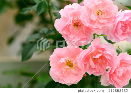 在美麗的自然光下閃耀的玫瑰花[法蘭西花園]特寫攝影（Hana Asomi）） 113868585