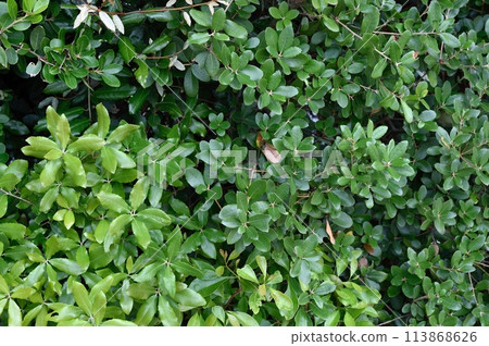 Leaves of Ubameagashi Leaves of Ubameagashi 113868626