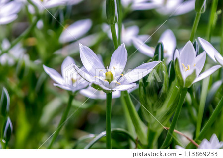 虎眼萬年青(Ornithogalum umbellatum),日本名“Ooamana” 虎眼萬年青(Ornithogalum umbellatum),日本名“Ooamana” 113869233