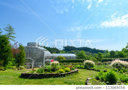 The rose willows and the garden scenery bathed in beautiful natural light (Tourist spot: Rose garden scenery) (Hanaasobi) The rose willows and the garden scenery bathed in beautiful natural light (Tourist spot: Rose garden scenery) (Hanaasobi) 113869356