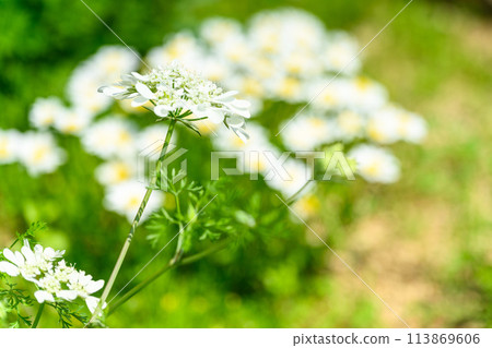 Orlaya grandiflora bathed in beautiful natural light (Hanaasobi) Orlaya grandiflora bathed in beautiful natural light (Hanaasobi) 113869606