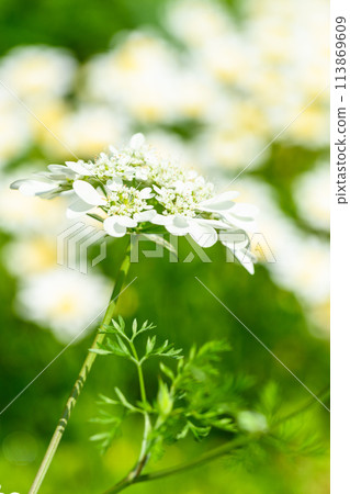 Orlaya grandiflora bathed in beautiful natural light (Hanaasobi) 113869609