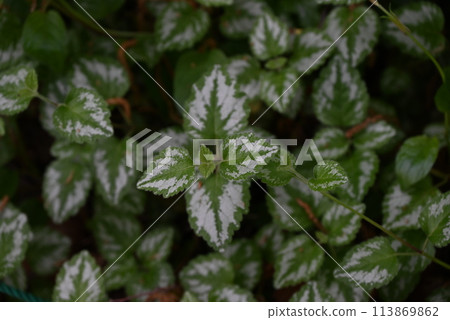 Lamium galeobdron flower 113869862