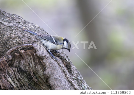 Great tit perched on a tree trunk Great tit perched on a tree trunk 113869863