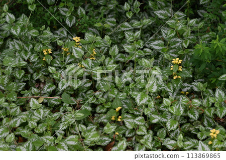 Lamium galeobdron flower 113869865