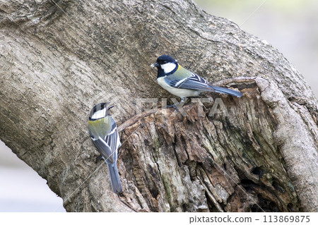 A pair of great tits perched on a tree trunk A pair of great tits perched on a tree trunk 113869875