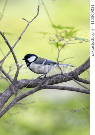 Tit perching on a branch of fresh green leaves Tit perching on a branch of fresh green leaves 113869881