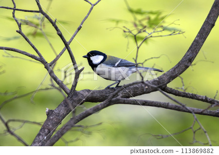 Tit perching on a branch of fresh green leaves 113869882