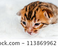 Two week old small newborn bengal kitten on a white background.Cute bengal kitten on the white fury blanket close-up. 113869962