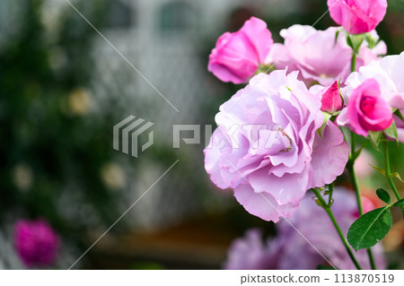 Rose flowers shining in beautiful natural light [Diolesanne] close-up photography (Hanaasobi) 113870519