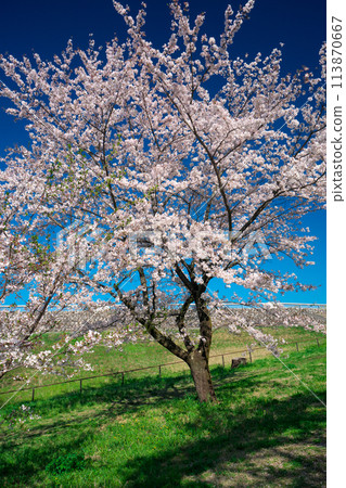 Sayama Park when the cherry blossoms bloom 113870667