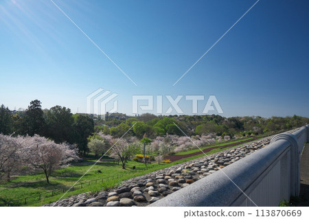 櫻花盛開時的狹山公園,從壩頂看到風廣場的櫻花 櫻花盛開時的狹山公園,從壩頂看到風廣場的櫻花 113870669