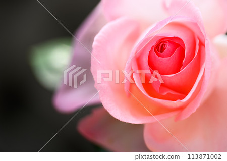 玫瑰花在美麗的自然光下閃閃發光[Ma Normandie]特寫微距攝影（Hana Asomi） 113871002