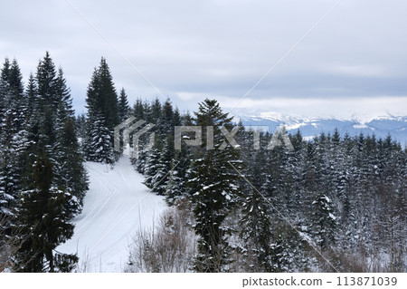 Winter landscape with dark spruse trees of snow covered forest in cold mountains 113871039