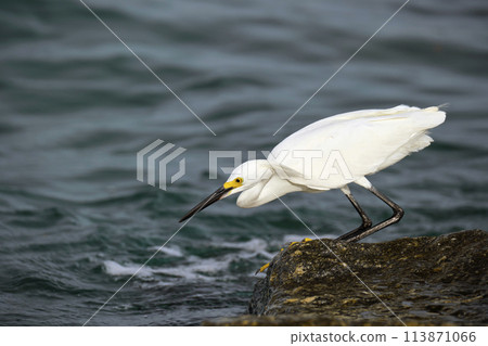White heron wild sea bird, also known as great or snowy egret hunting on seaside in summer White heron wild sea bird, also known as great or snowy egret hunting on seaside in summer 113871066