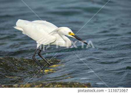 White heron wild sea bird, also known as great or snowy egret hunting on seaside in summer White heron wild sea bird, also known as great or snowy egret hunting on seaside in summer 113871067