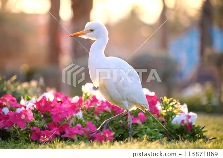 White cattle egret wild bird, also known as Bubulcus ibis walking on green lawn in summer 113871069