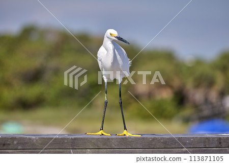 White heron wild sea bird, also known as great egret on seaside in summer 113871105