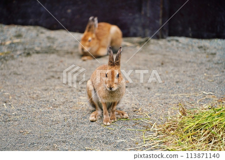 Siberian hare (Maruyama Zoo, Sapporo) Siberian hare (Maruyama Zoo, Sapporo) 113871140
