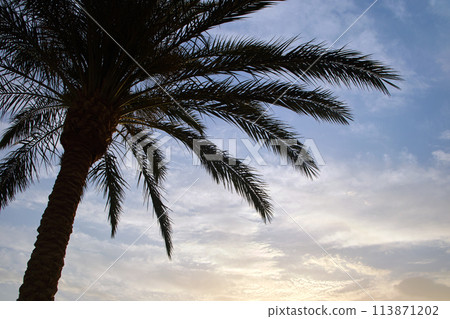 Beautiful green coconut palm trees on tropical beach against evening sky. Summer vacation concept Beautiful green coconut palm trees on tropical beach against evening sky. Summer vacation concept 113871202